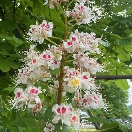 Haus Tutsi Sankt Ulrich am Pillersee